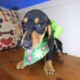 Gooseberry Dachshund 01