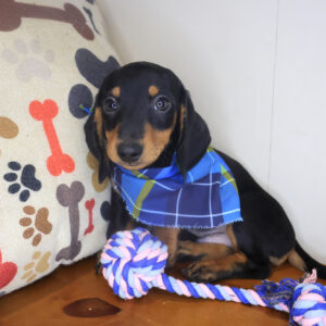 Granito Dachshund 01 Granito Dachshund 01