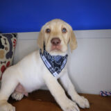 Gucci Labrador Retriever 01