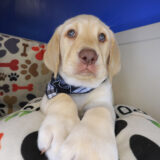 Gucci Labrador Retriever 02