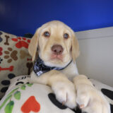 Gucci Labrador Retriever 04