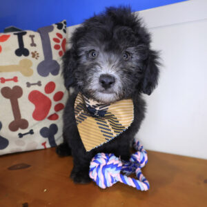 Gunner Maltipoo 01 Gunner Maltipoo 01