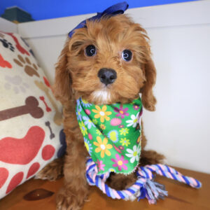 Gwendolyn Cavapoo 01 Gwendolyn Cavapoo 01