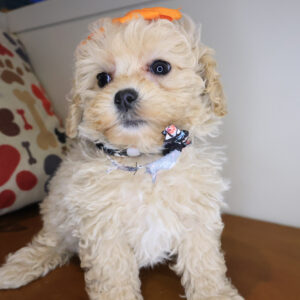 Haley Shihpoo 01 Haley Shihpoo 01