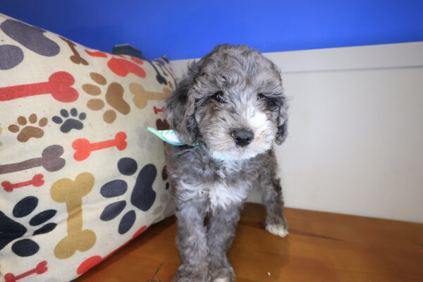 Hank Goldendoodle 01