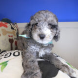 Hank Goldendoodle 02