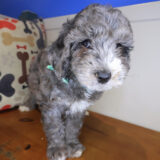 Hank Goldendoodle 03