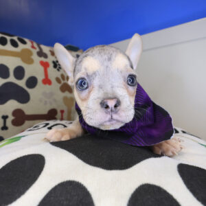 Haru French Bulldog 01 Haru French Bulldog 01