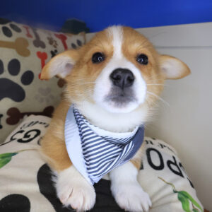 Hennessy Corgi 01 Hennessy Corgi 01