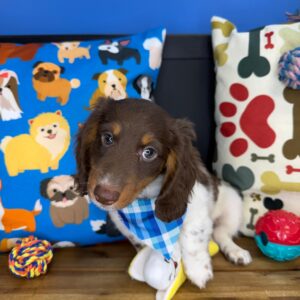 Henry Dachshund 01 Henry Dachshund 01