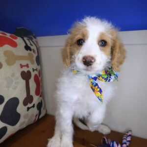 Hera Goldendoodle 01 Hera Goldendoodle 01