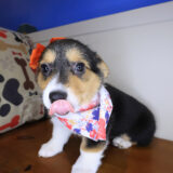 Honey Pembroke Welsh Corgi 01