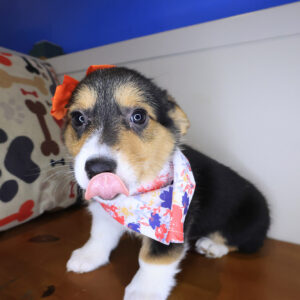 Honey Pembroke Welsh Corgi 01 Honey Pembroke Welsh Corgi 01