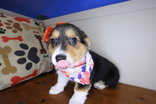 Honey Pembroke Welsh Corgi 01