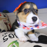 Honey Pembroke Welsh Corgi 04