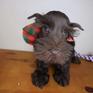 Huckleberry Schnauzer 01 Huckleberry Schnauzer 01