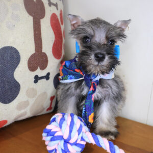 Inari Schnauzer 01 Inari Schnauzer 01