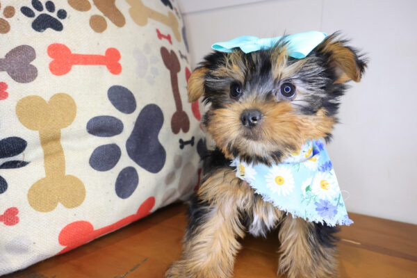 Isabel Yorkshire Terrier 01