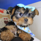 Isabel Yorkshire Terrier 03