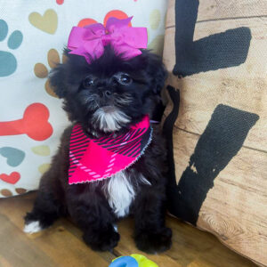 Isabella Shihpoo 01 Isabella Shihpoo 01