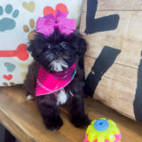 Isabella Shihpoo 04