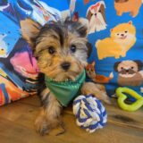 Jack Yorkshire Terrier 02