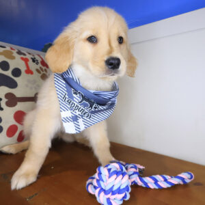 Jeff Golden Retriever 01