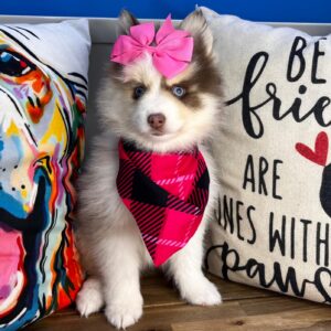 Jerry Pomsky 01 Jerry Pomsky 01