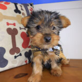 Jiminy Yorkshire Terrier 01