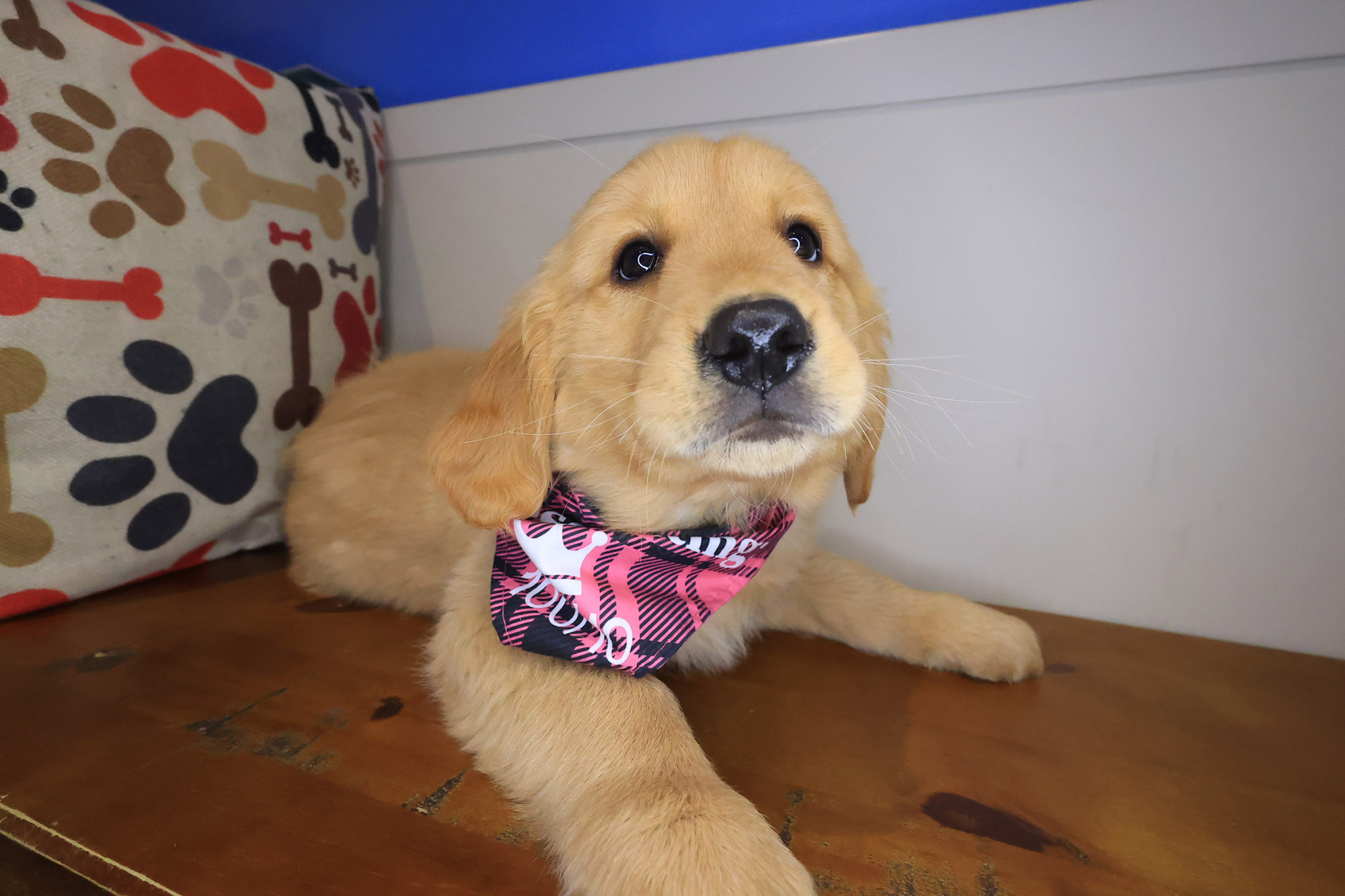 Joy Golden Retriever 01