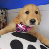 Joy Golden Retriever 02