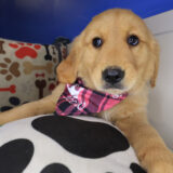 Joy Golden Retriever 03