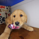 Joy Golden Retriever 04