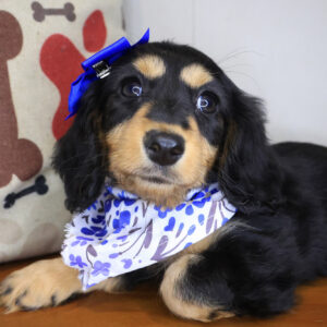 Jubilee Dachshund 01 Jubilee Dachshund 01