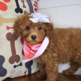 Justine Goldendoodle 01