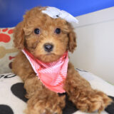 Justine Goldendoodle 02