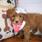 Justine Goldendoodle 03