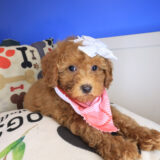 Justine Goldendoodle 04