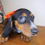 Kailey Dachshund 04
