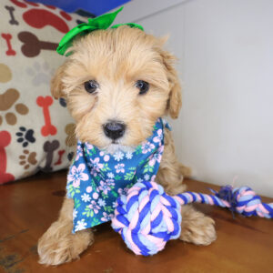 Kaley Maltipoo 01 Kaley Maltipoo 01