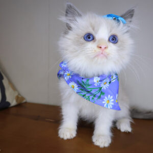 Kali Ragdoll 01 Kali Ragdoll 01