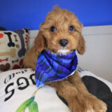 Kata Goldendoodle 01