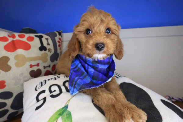 Kata Goldendoodle 01