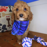Kata Goldendoodle 02