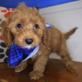 Kata Goldendoodle 03