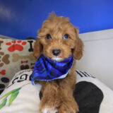 Kata Goldendoodle 04