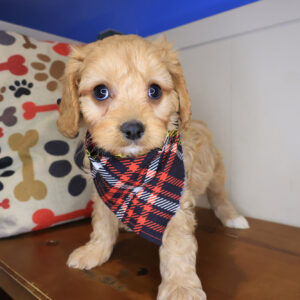 Ken Cavapoo 01 Ken Cavapoo 01