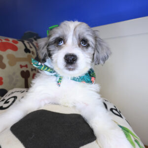 Kimber Goldendoodle 01 Kimber Goldendoodle 01