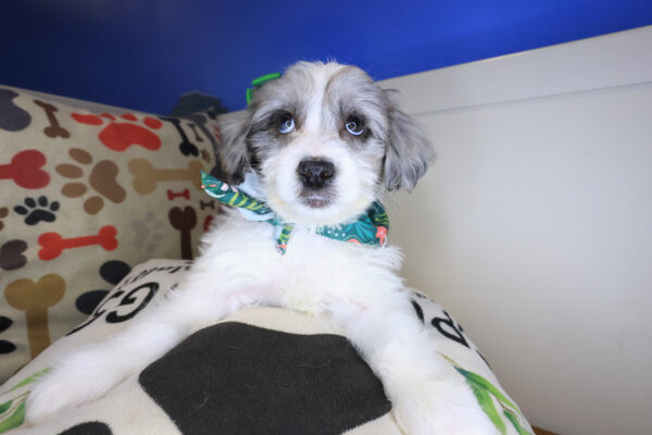 Kimber Goldendoodle 01