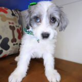 Kimber Goldendoodle 02